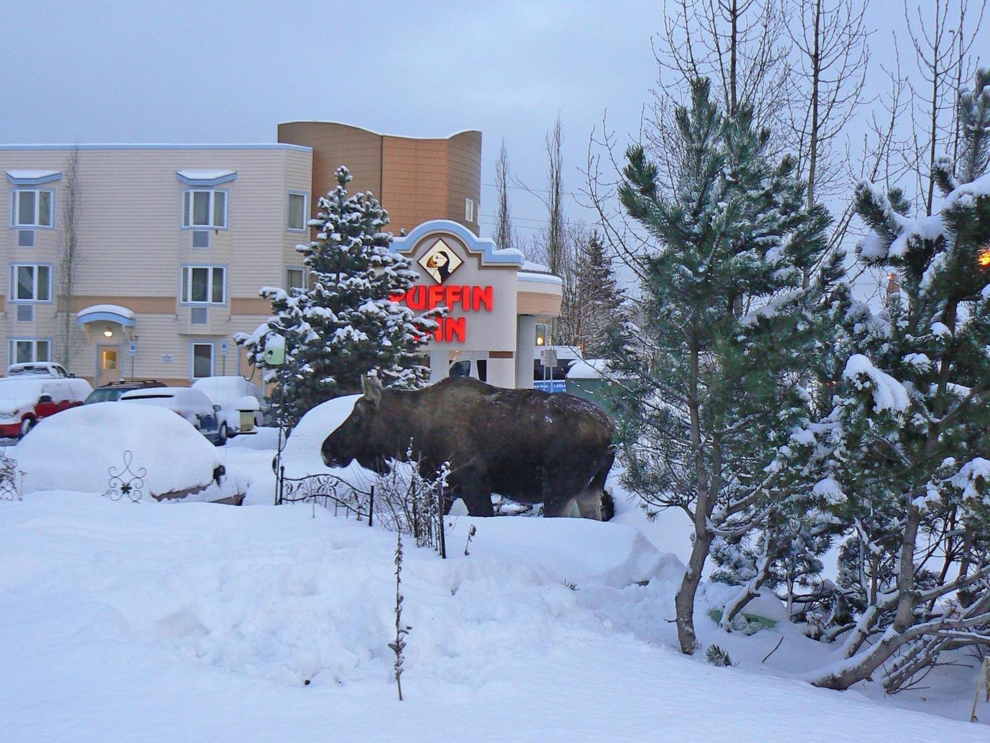 Puffin Inn Anchorage Kültér fotó